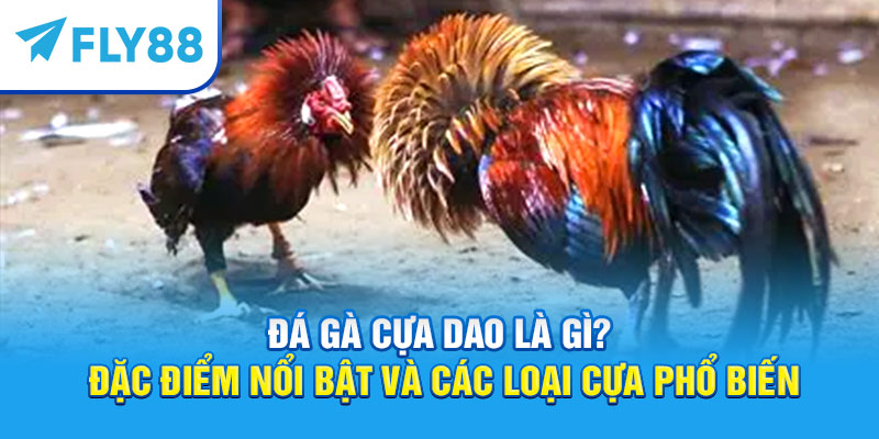 Đá Gà Cựa Dao – Kinh Nghiệm Và Luật Chơi Mới 2025 6 Đá gà cựa dao là gì?