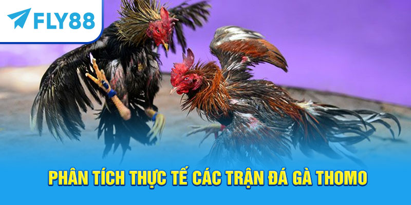 Fly88 – Trang Cá Cược Đá Gà Thomo Trực Tuyến Uy Tín Tốt Nhất 2025 1 Fly88 – Trang cá cược đá gà Thomo trực tuyến uy tín