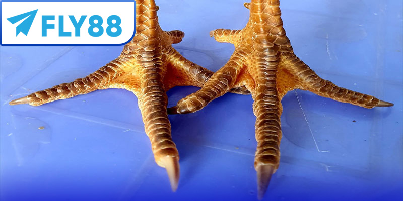 Vảy Nội Hoa Đăng: Cách Nhận Biết, Ý Nghĩa và Kinh Nghiệm Cá Cược 2 Vảy nội hoa đăng là gì