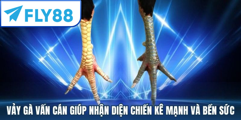 Vảy Gà Vấn Cán Là Gì? Cách Nhận Biết & Phân Loại Chuẩn 2025 3 Cách Nhận Biết Vảy Gà Vấn Cán